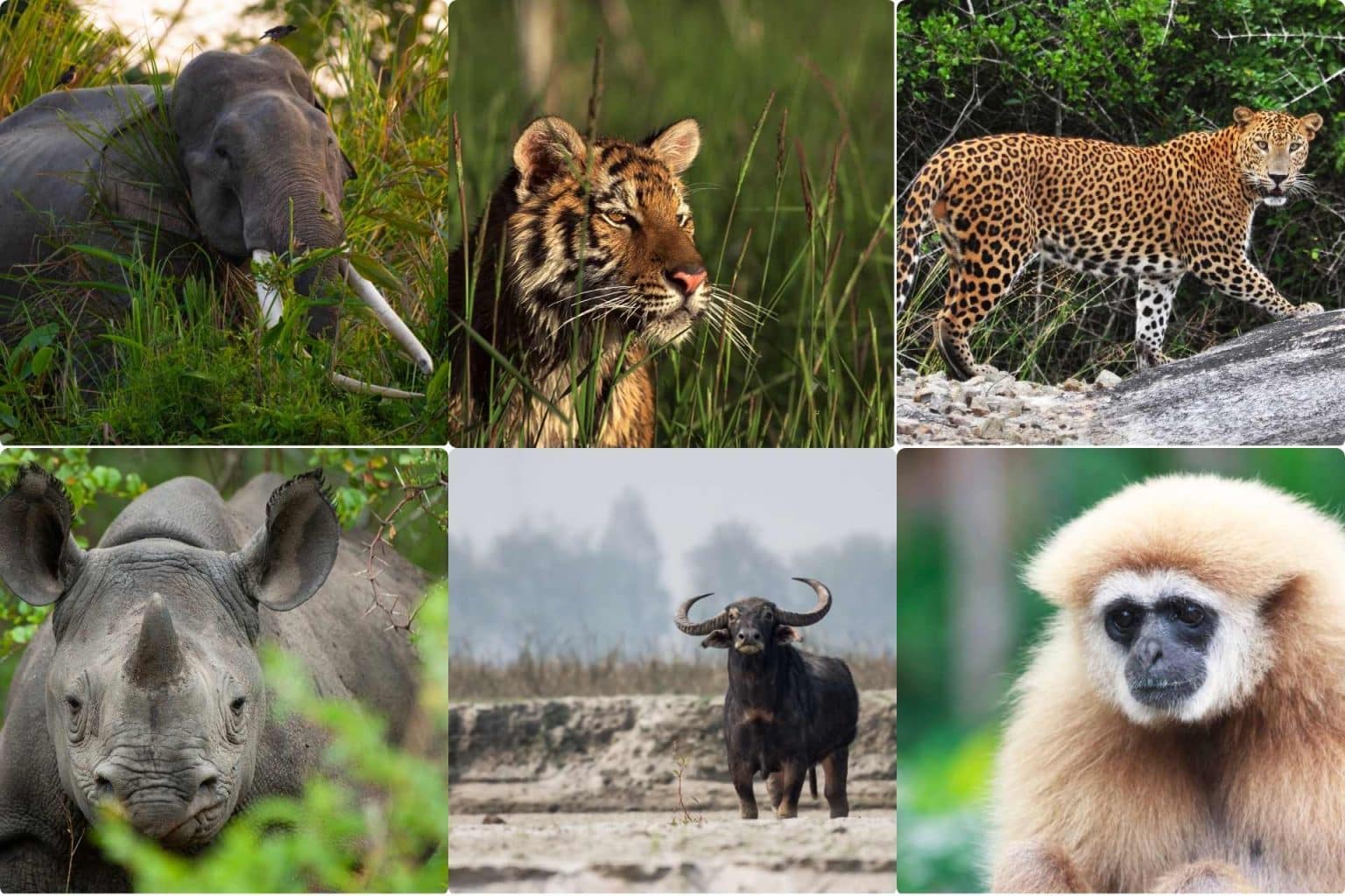 Assam Wildlife & Heritage Tour
